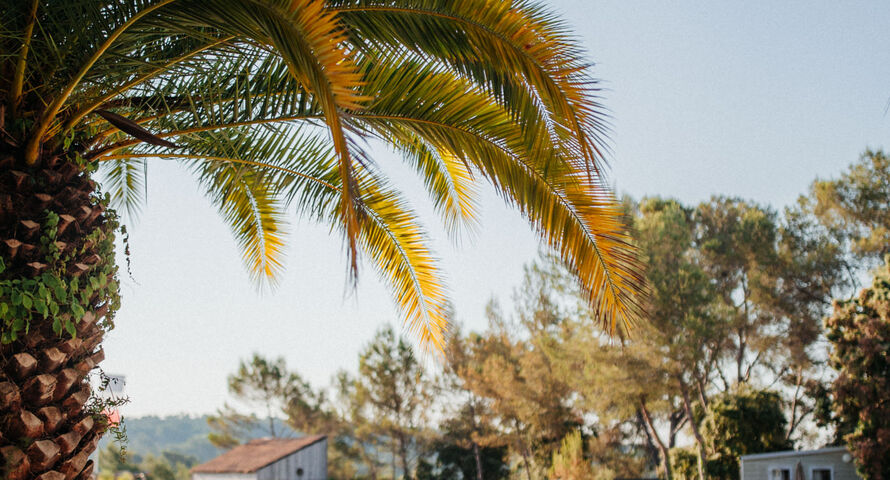 meilleur camping Fréjus N°1 sur Tripadvisor