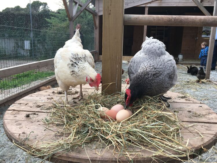 poules mini-ferme 
