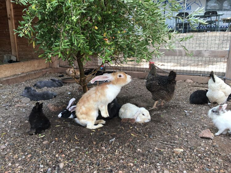 lapin mini-ferme
